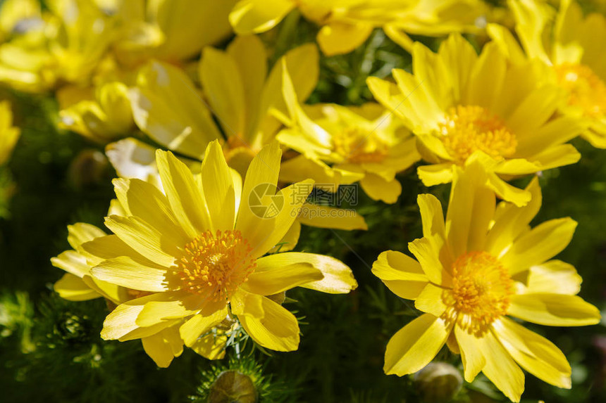 Adonisvernalis是春天花园中的一种多年生开花植物是一种药用植物自然背景中的黄图片