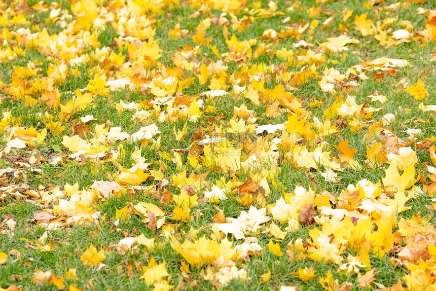 秋色美丽的黄色叶子在绿图片