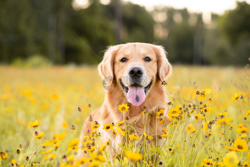 在字段中的金毛猎犬与黄色的花朵图片