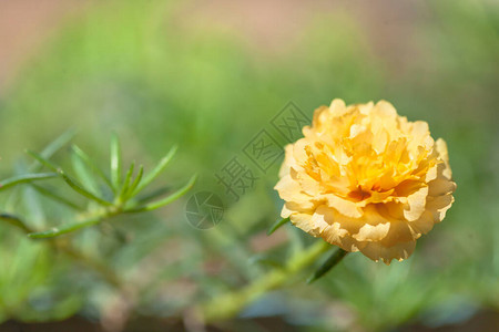 小亮黄色花朵PortulacaoletraceaL图片