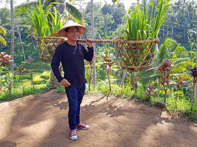 当地印度农民在印度尼西亚巴厘的稻田一篮子中携图片