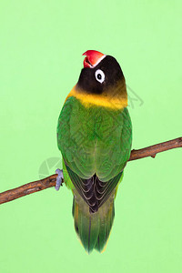 美丽的爱鸟在绿背景的背景图片