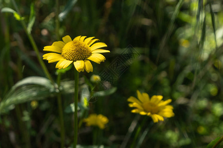 美丽的黄色雏菊花在春天长草丛中图片