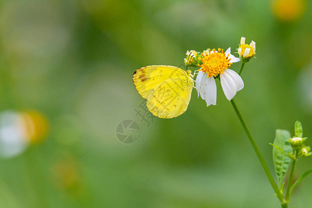 普通草黄蝴蝶用它的长柄从小白菊花中喝花蜜图片