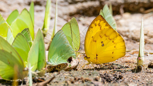 黄蝴蝶在一群蝴蝶附近徘徊着图片