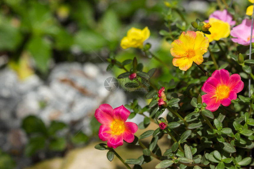 小绿叶常见马齿苋花的特写图片