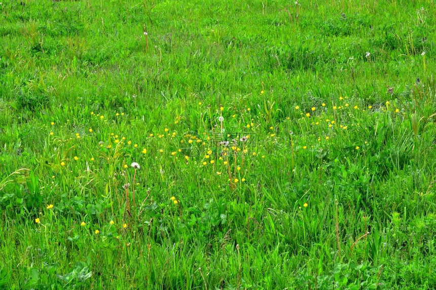 一片田地覆盖着青绿草我们看到了图片