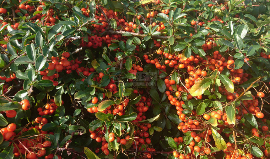 秋天的烟角皮拉坎塔灌木的橙莓和绿叶子图片