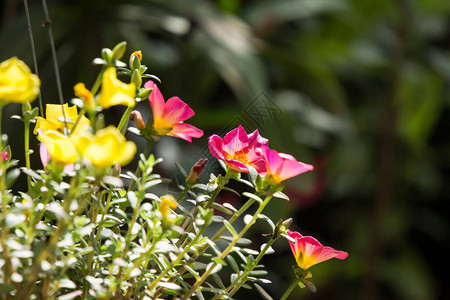 小绿叶常见马齿苋花的特写背景图片