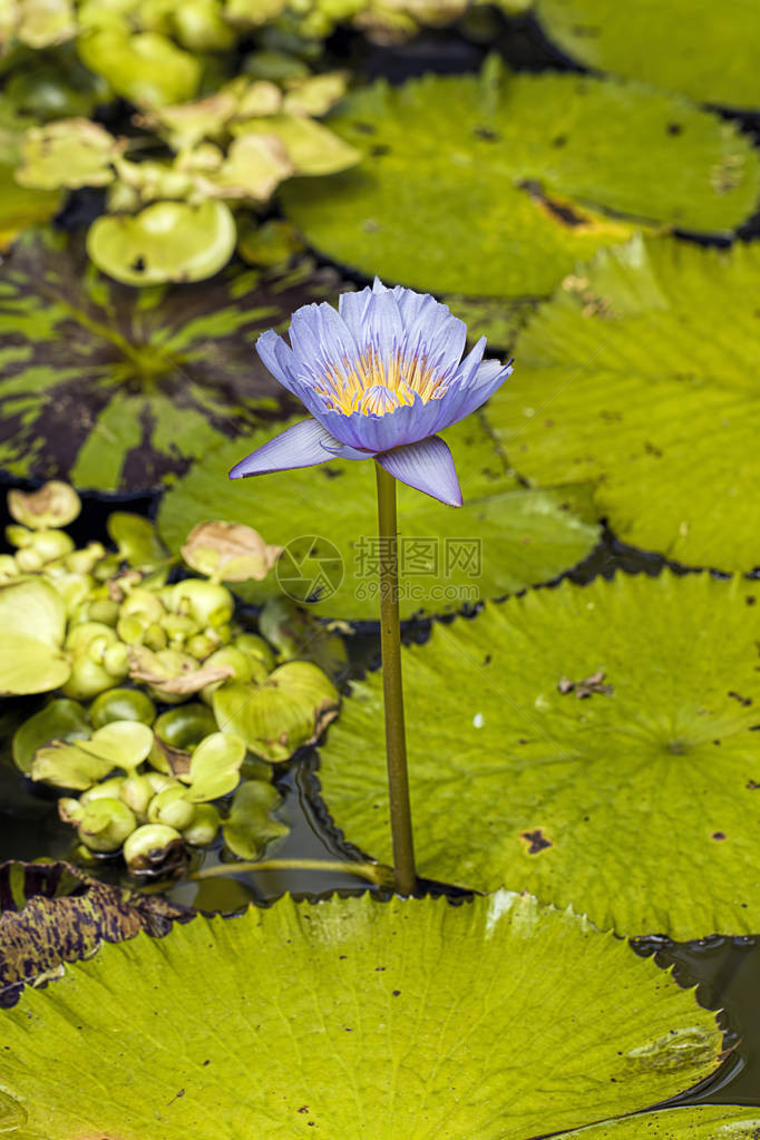 不列颠哥伦比亚省维多利亚附近蝴蝶园花池塘图片