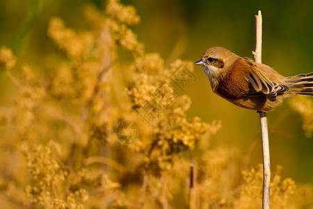 可爱的鸟小鸟黄绿色自然栖息地背景鸟类图片