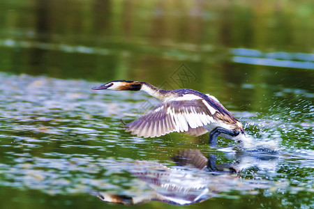 自然和鸟绿色黄水自然背景鸟图片