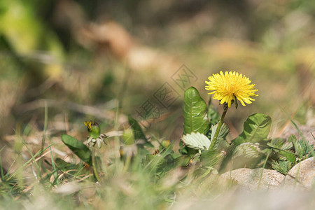 黄色花朵其自然质前图片