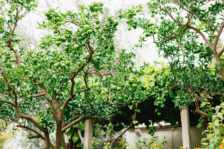 花园树枝上绿色的不熟橘子高品质照片图片