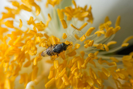 蜜蜂宏观尺度与花背景图片