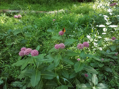 绿叶粉红花橙黄蝴蝶的植物背景图片