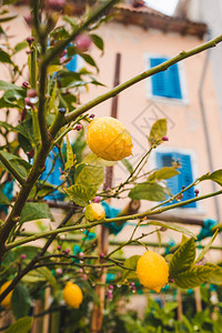 柠檬树与水果关闭阴雨天气图片