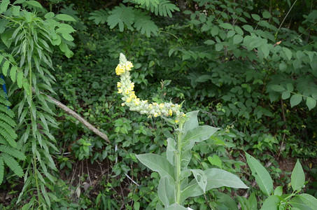 绿色植物或花朵与黄色花图片