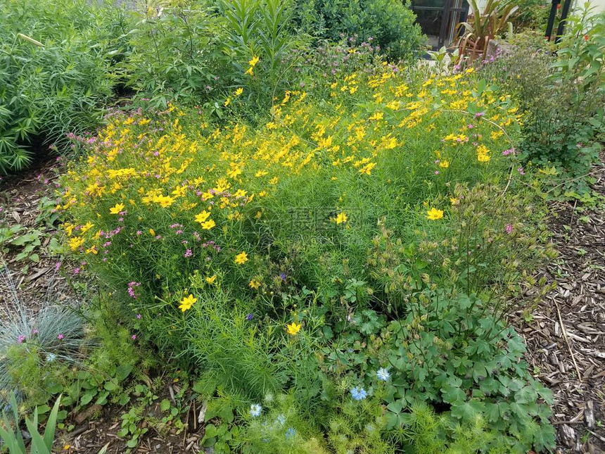 绿色植物黄花和粉图片