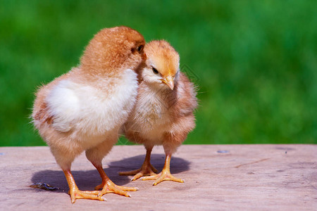 小鸡友谊在绿色自然背景的双小鸡家庭新生鸡概念图片