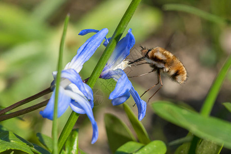 蜜蜂飞从雪花的蓝色荣耀中吸食花蜜的特写镜头图片