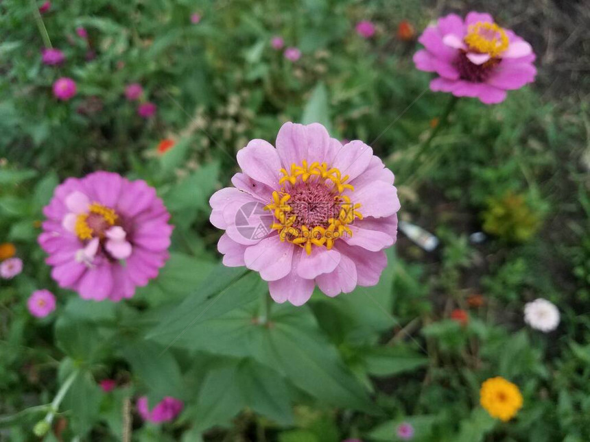 花朵有美丽的粉红黄图片