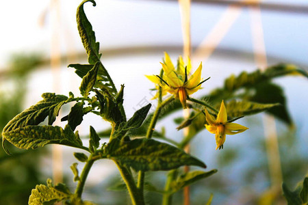 在温室里种植西红柿背景图片