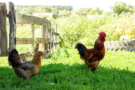 村里养鸡和公鸡的村庄风景村里阳图片