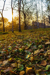 落下的黄色和绿色的树叶背景图片