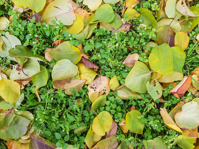 绿草与杏叶秋天的自然图片