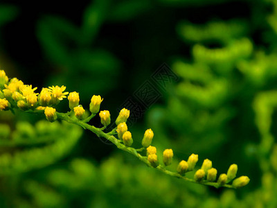 雨后的黄色一枝黄花序与水滴图片