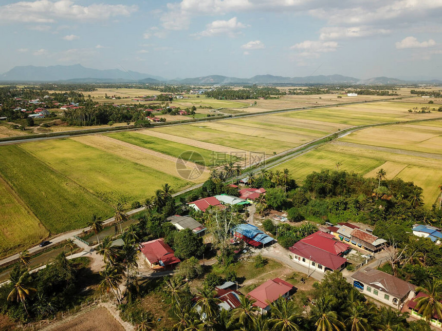 空中场景马来人村庄和在Penaga收获的稻田图片