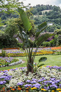 城堡花园里的绿色棕榈树背景图片