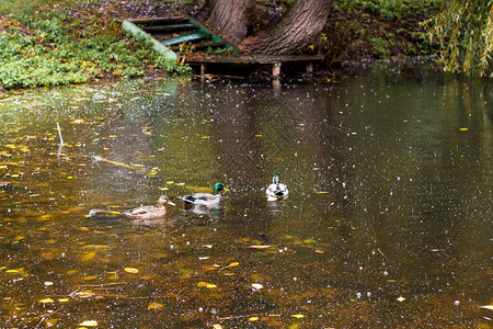 秋天下雨时鸭子在城市图片