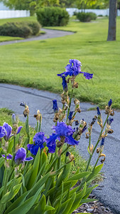 长绿色叶子的垂直紫蓝色花朵图片