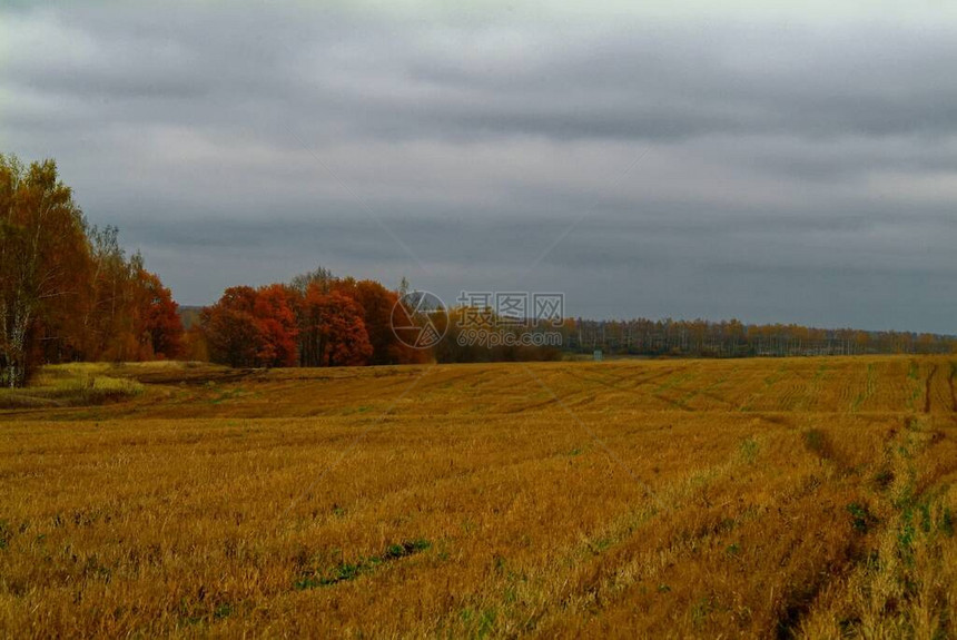俄罗斯雨秋收割的麦田图片