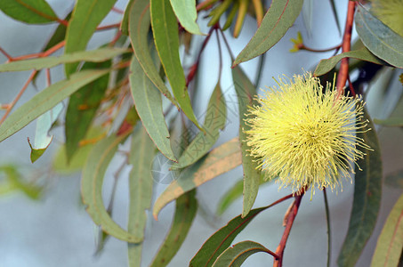 蓝色麦芽树的黄花EucalyptusGardneri图片