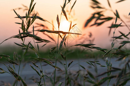 田野中美丽的夏日夕阳橙色太图片