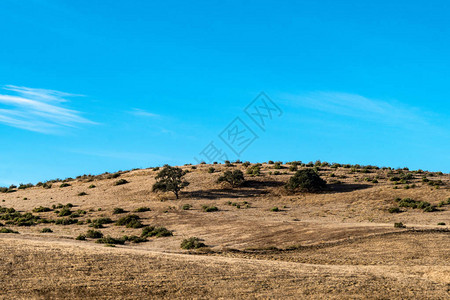 加利福尼亚州蒙特里县101号公路对面的山丘和干草上早晨图片