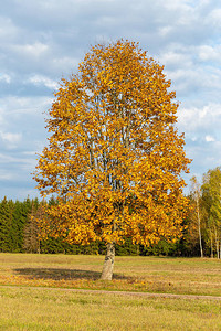 秋季生长在田野里的一棵树图片