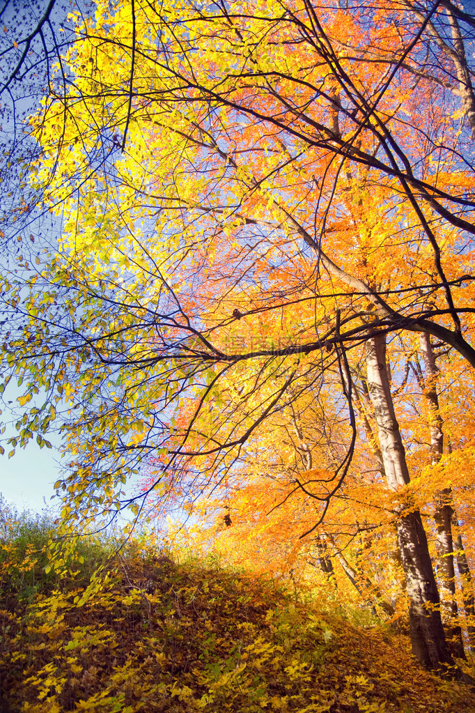 秋天的森林景观树上的黄叶图片