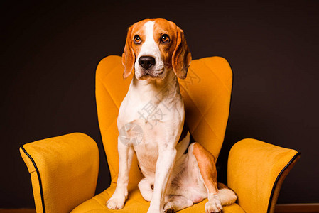 一只小猎犬坐在前的黄色椅子上家图片