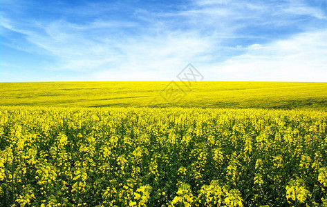 金黄色的油菜花田背景图片