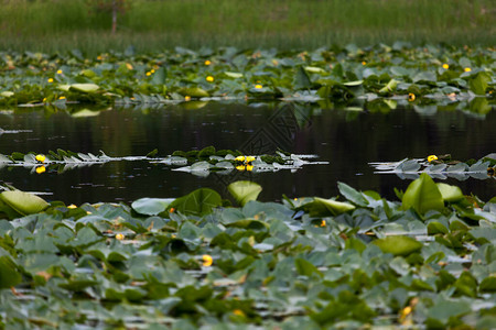 一个百合池子绿色的垫子和黄色的花朵还有细小的蓝图片