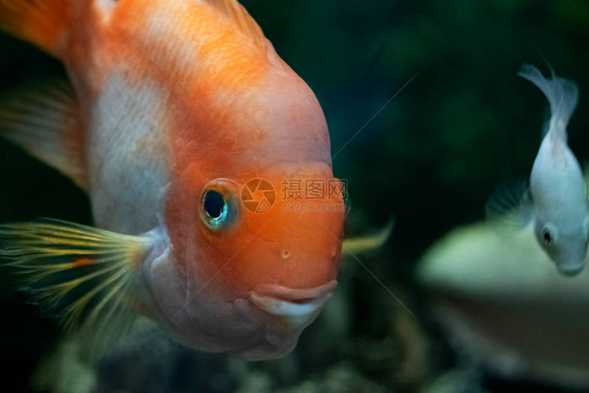 水族馆暗水中的大黄鱼特写图片