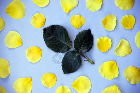 中心的玫瑰叶和蓝色背景上的黄色花瓣的创意布局极简主义自然背景顶视图图片