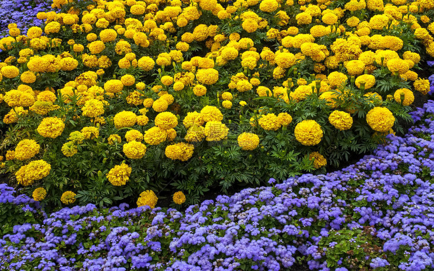 黄色和蓝色花朵的美丽花坛图片