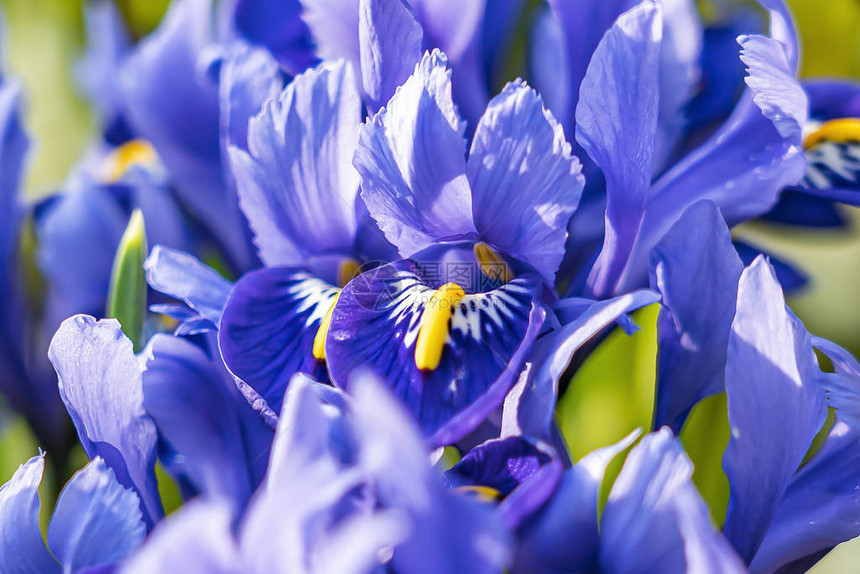 美丽的蓝色Irisretitul图片
