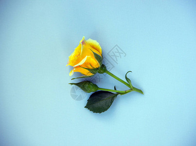 黄色玫瑰的创意布局在蓝色背景的中心问候卡极简主义自然背景顶视图图片
