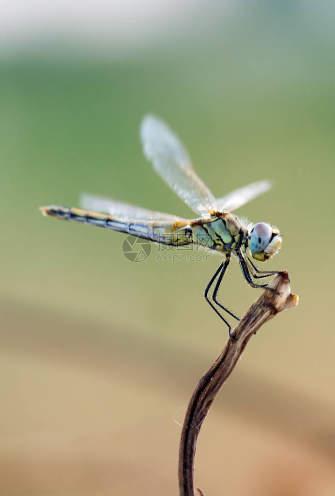 蜻蜓在它的栖息地用微距拍摄的照片图片